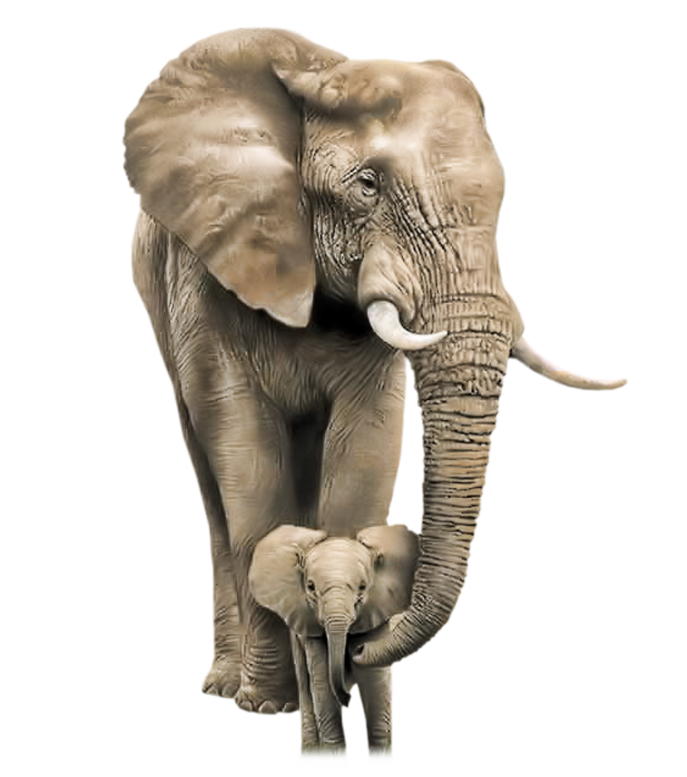 Elephant child. Слон. Слон на белом фоне. Слон на прозрачном фоне. Африканский слон.