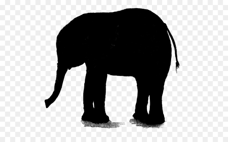 Indian elephant African elephant Royalty-free Vector graphics Illustration -  png download - 600*541 - Free Transparent Indian Elephant png Download.