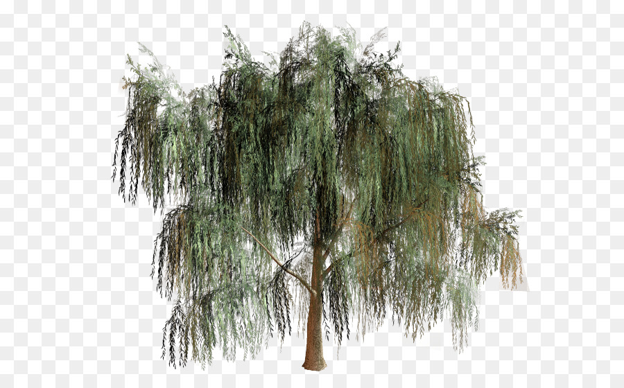 Willow Tree Branch Biome - tree png download - 650*558 - Free Transparent Willow png Download.
