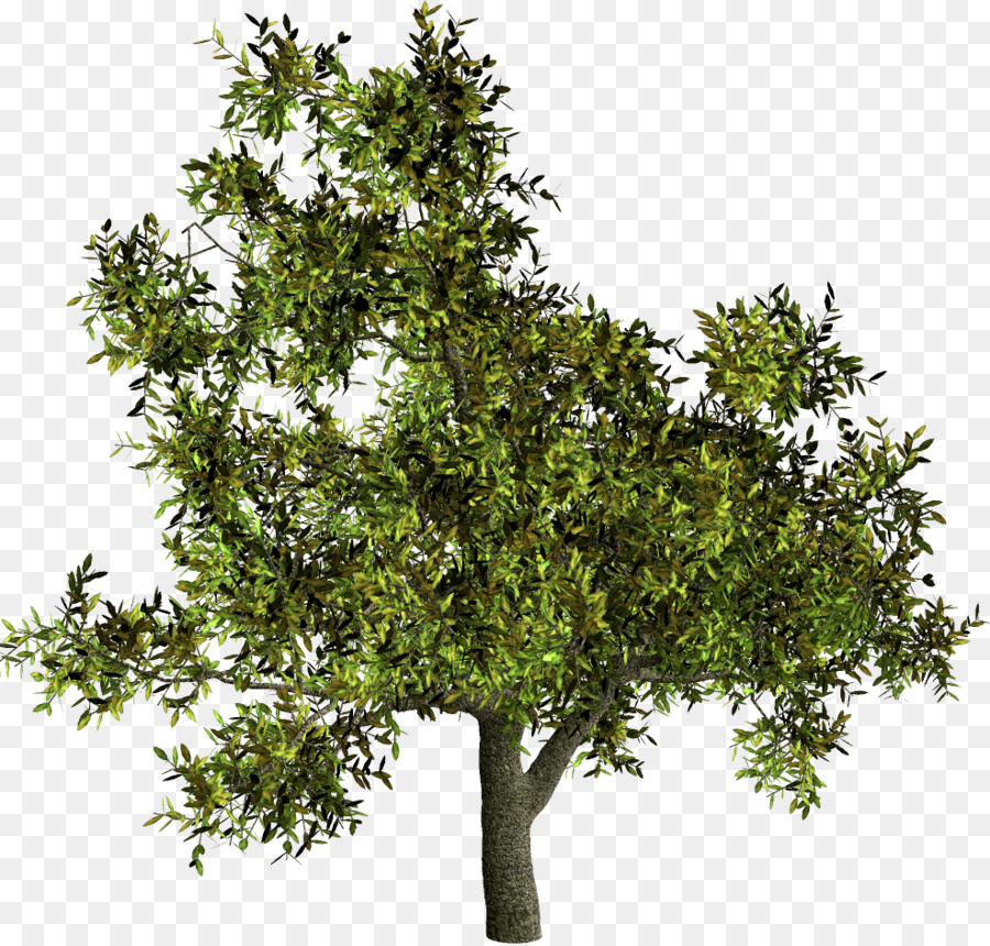 Tree Shrub Woody plant French lavender - tree png download - 987*941 - Free Transparent Tree png Download.