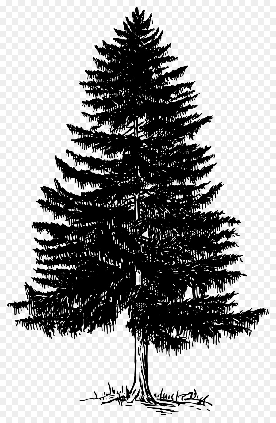 Bus stop Clip art - evergreen trees png download - 1568*2400 - Free Transparent Bus png Download.