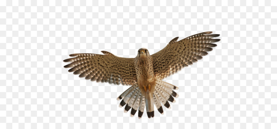 Falcon Kestrel - Falcon PNG png download - 2190*1413 - Free Transparent Bird png Download.