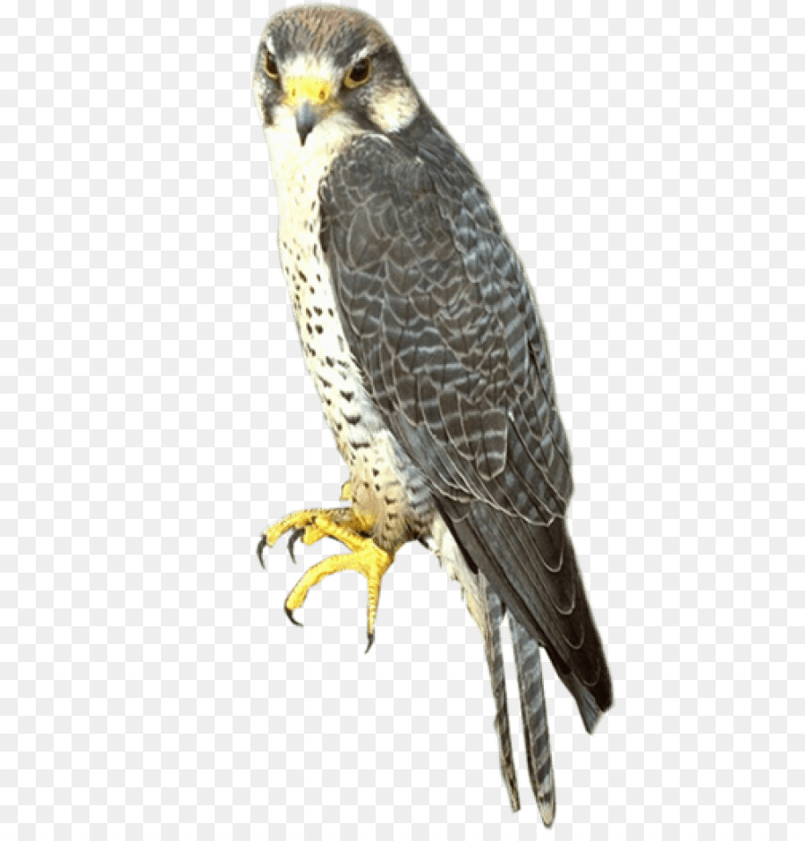 Portable Network Graphics Falcon Clip art Image Bird - falcon png download - 480*930 - Free Transparent Falcon png Download.
