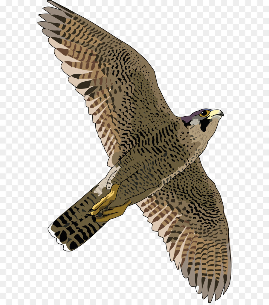 Hawk Peregrine falcon Eagle Fauna - Falcon Free Download Png png download - 1456*2268 - Free Transparent Falcon png Download.
