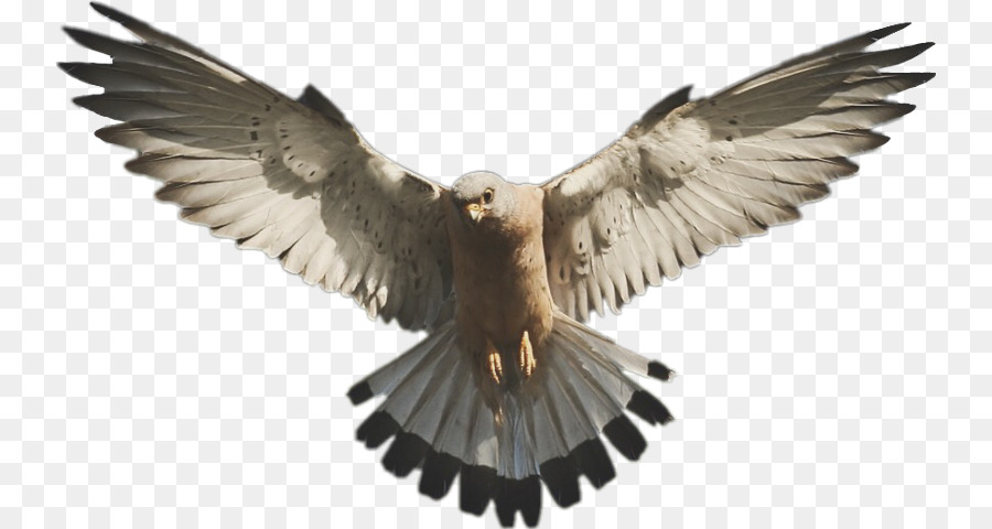 Falcon Clip art - falcon png download - 799*480 - Free Transparent Falcon png Download.