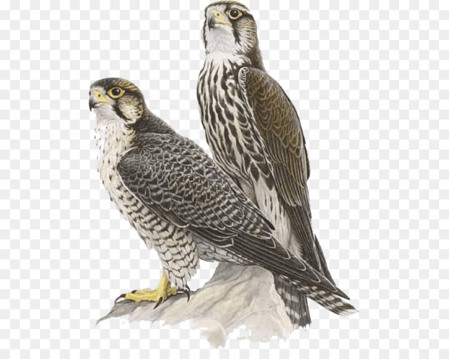 Portable Network Graphics Clip art Falcon Transparency Computer Icons - falcon png download - 850*701 - Free Transparent Falcon png Download.