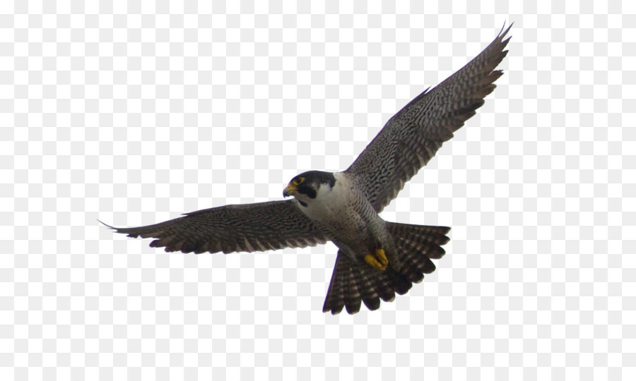 Peregrine falcon Clip art - Falcon PNG png download - 1057*846 - Free Transparent Falcon png Download.