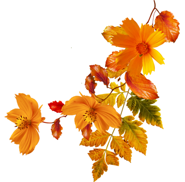 Flower Autumn Clip art - orange flowers png download - 600*590 - Free ...