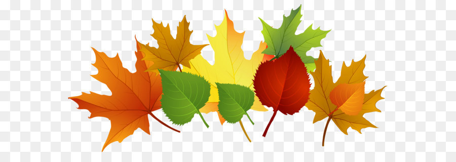 Autumn leaf color Clip art - Fall Leaves PNG Clipart png download - 3969*1910 - Free Transparent Leaf png Download.