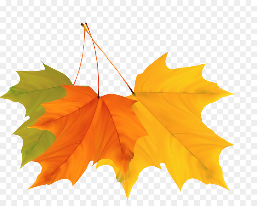 Maple leaf Autumn - Colorful autumn leaves design vector material png download - 1665*1327 - Free Transparent Maple Leaf png Download.