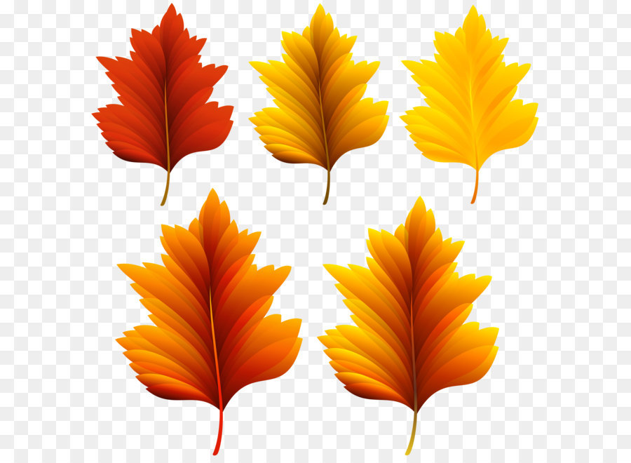 Autumn leaf color Clip art - Beautiful Fall Leaves Set PNG Clipart Image png download - 6119*6175 - Free Transparent Leaf png Download.
