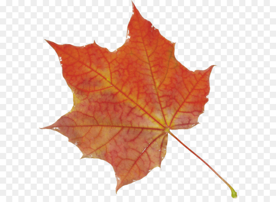 Autumn leaf color Clip art - Autumn Png Leaf png download - 2509*2510 - Free Transparent Autumn Leaf Color png Download.