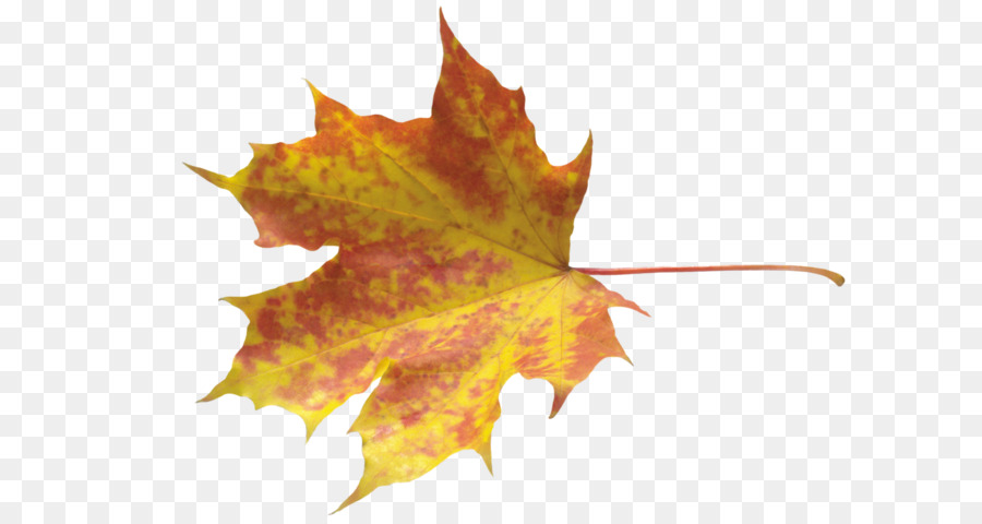 Autumn leaf color - autumn PNG leaf png download - 2800*2037 - Free Transparent Autumn Leaf Color png Download.