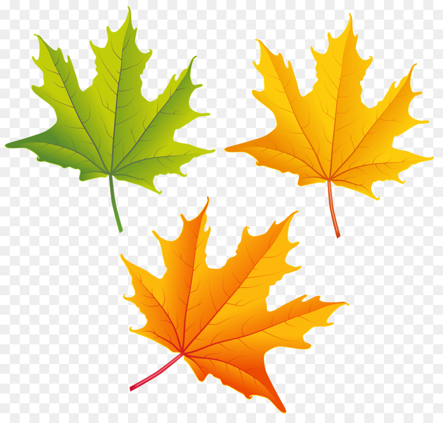 Autumn leaf color Autumn leaf color Clip art - autumn leaves png download - 6312*5975 - Free Transparent Autumn png Download.