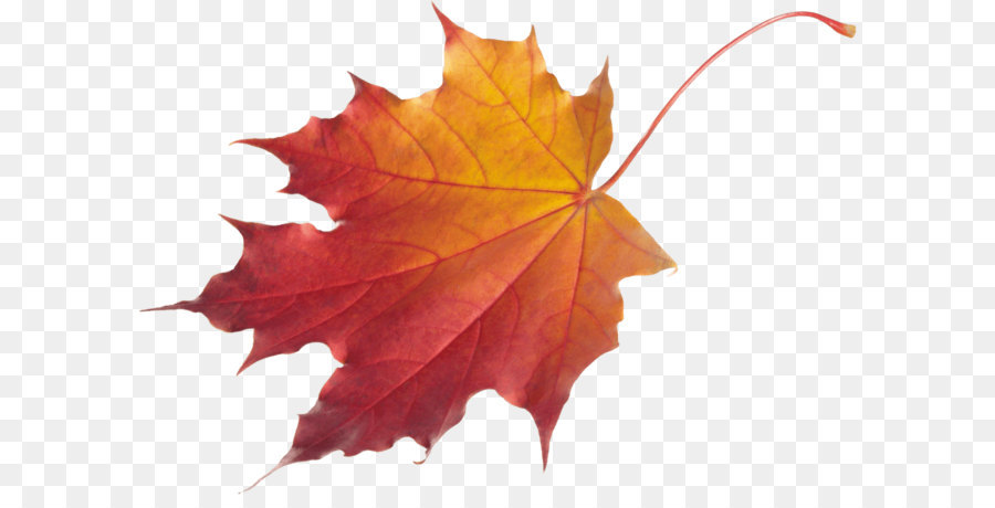 Autumn leaf color Red maple Clip art - Autumn Png Leaf png download - 3101*2136 - Free Transparent Autumn Leaf Color png Download.