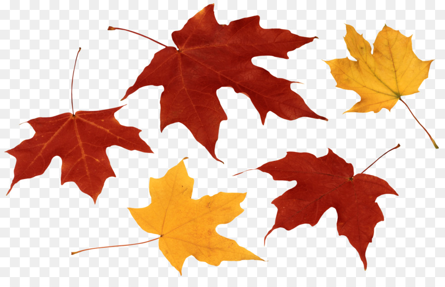 Maple leaf Autumn leaf color Clip art - autumn leaves png download - 3784*2372 - Free Transparent Leaf png Download.