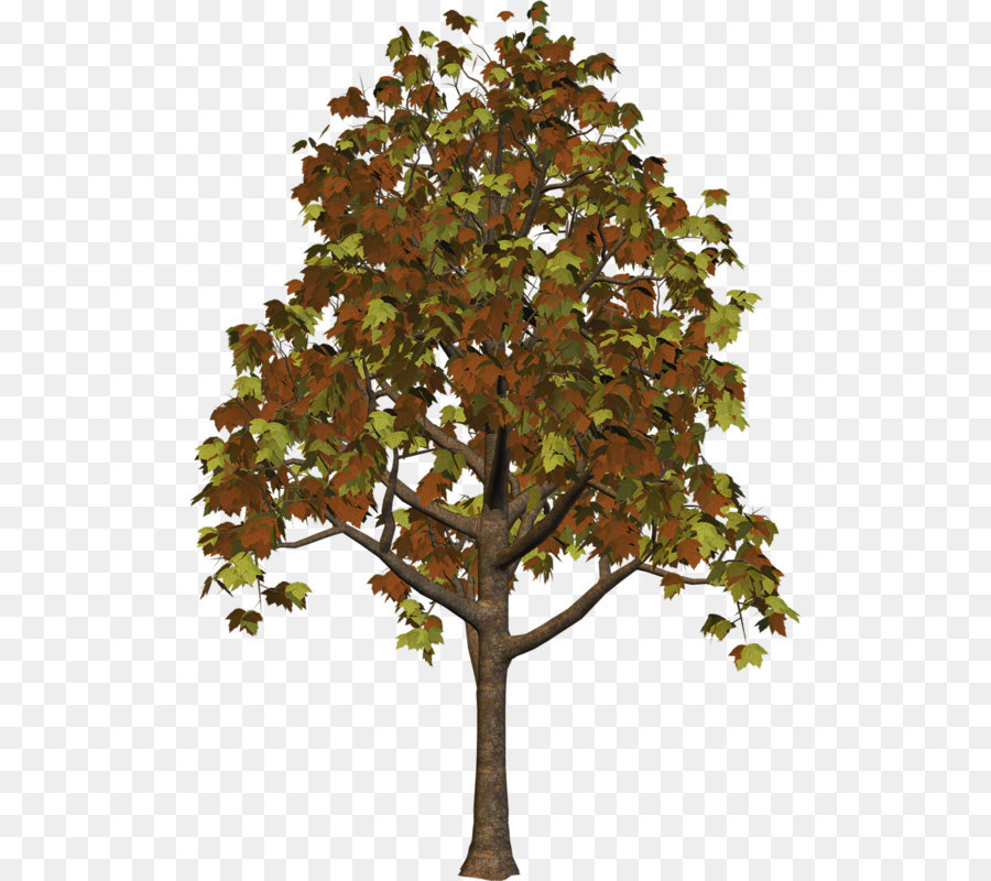 Branch Trunk Leaf Plane trees - Large Fall Tree PNG Clipart png download - 556*800 - Free Transparent Tree png Download.