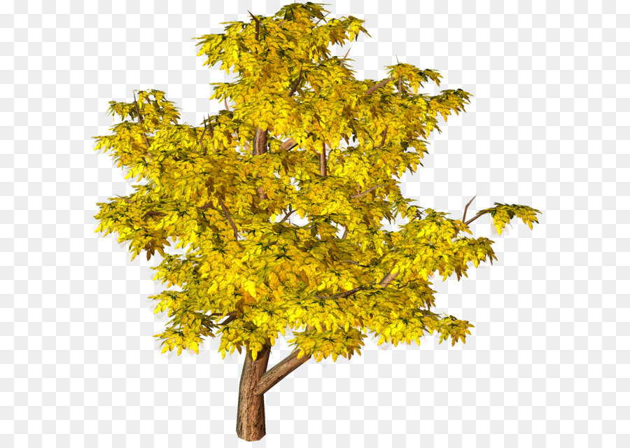 Tree Yellow Clip art - Yellow Fall Tree PNG Clipart png download - 2000*1941 - Free Transparent Arboles Y Arbustos png Download.