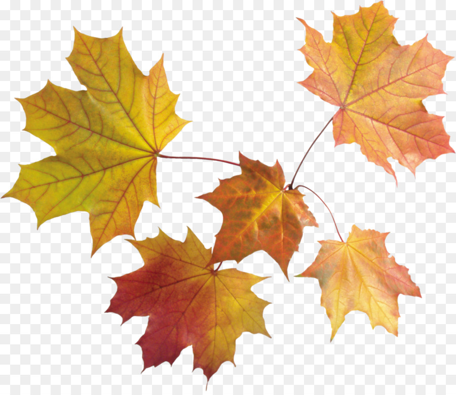 Leaf Autumn Clip art - autumn leaves png download - 1258*1080 - Free Transparent Leaf png Download.