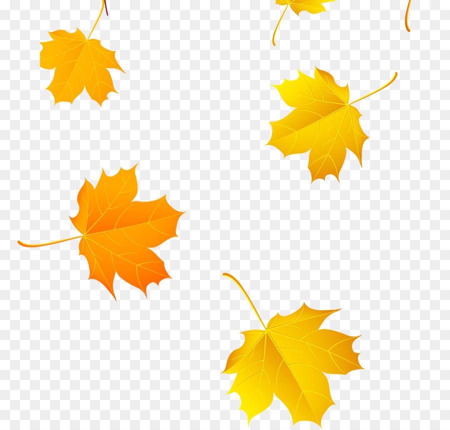 Maple leaf Yellow Clip art - Beautiful Jinhuang Feng falling leaves png download - 829*859 - Free Transparent Maple Leaf png Download.