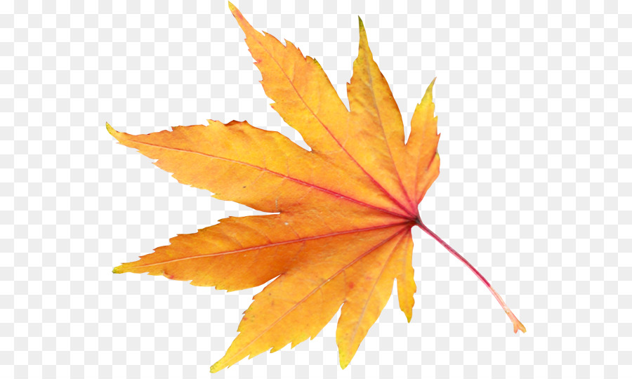 Autumn leaf color Clip art - fallen leaves png download - 600*532 - Free Transparent Autumn Leaf Color png Download.