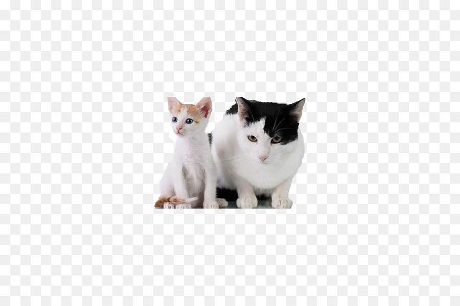 Cat Dog Pet Clip art - Fat cat and skinny cat png download - 600*600 - Free Transparent Cat png Download.