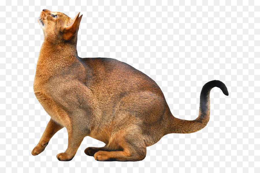 Abyssinian Somali cat Kitten Pet - Cute Fat Cat png download - 760*590 - Free Transparent Abyssinian png Download.