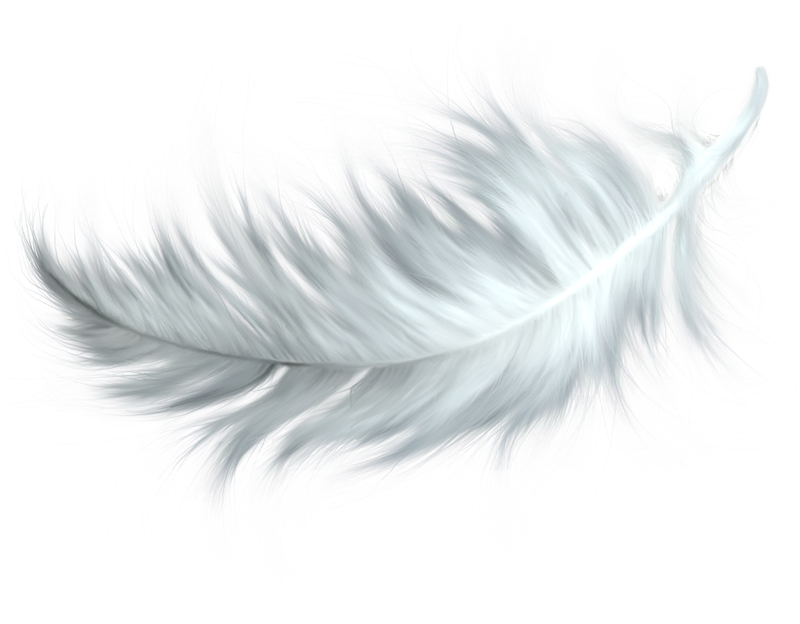 Feather Bird Clip art - Feather PNG png download - 800*624 - Free  Transparent Bird png Download. - Clip Art Library