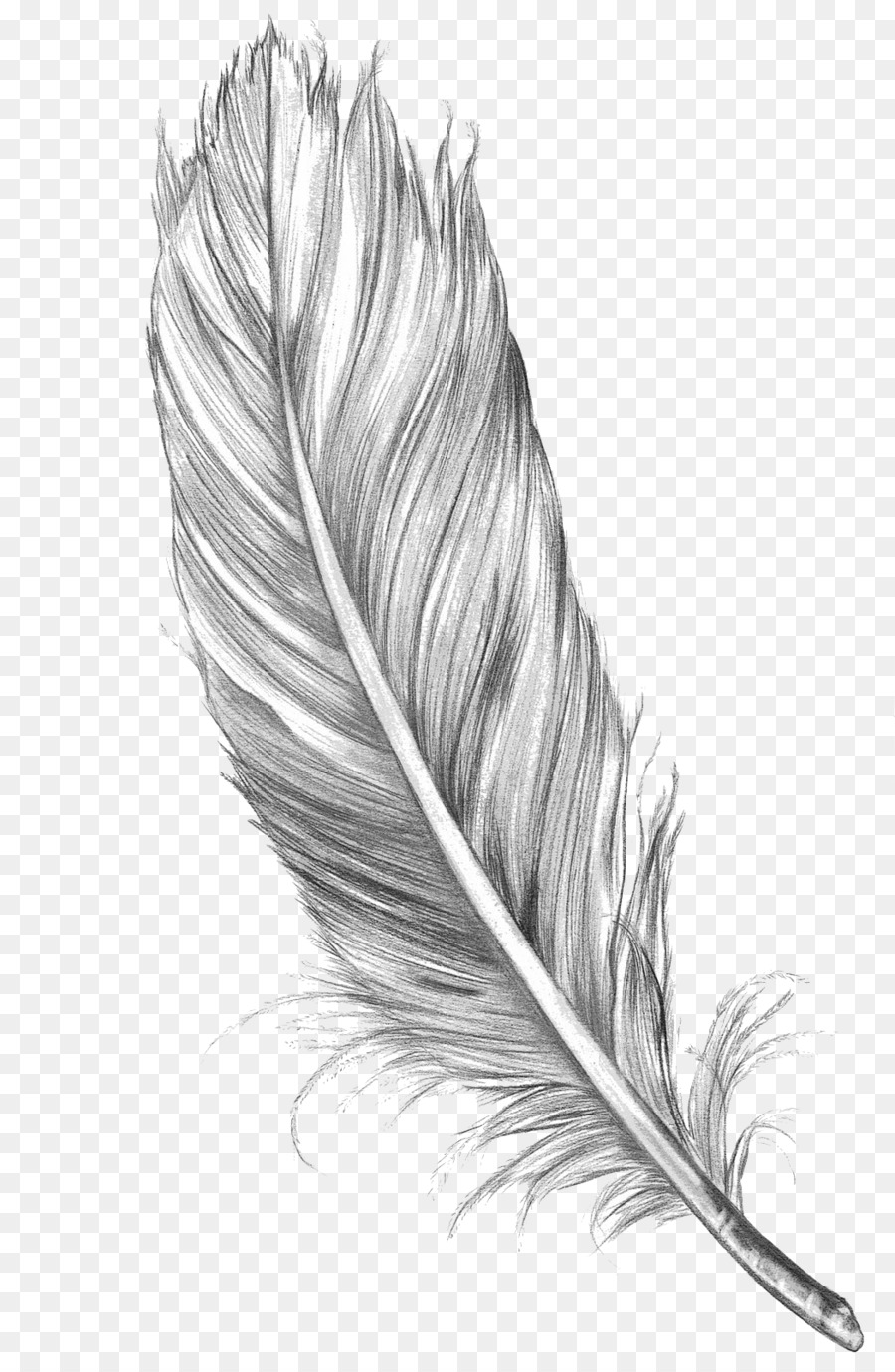 Drawing Feather Bird Art Sketch - feather png download - 1050*1600 - Free Transparent Drawing png Download.