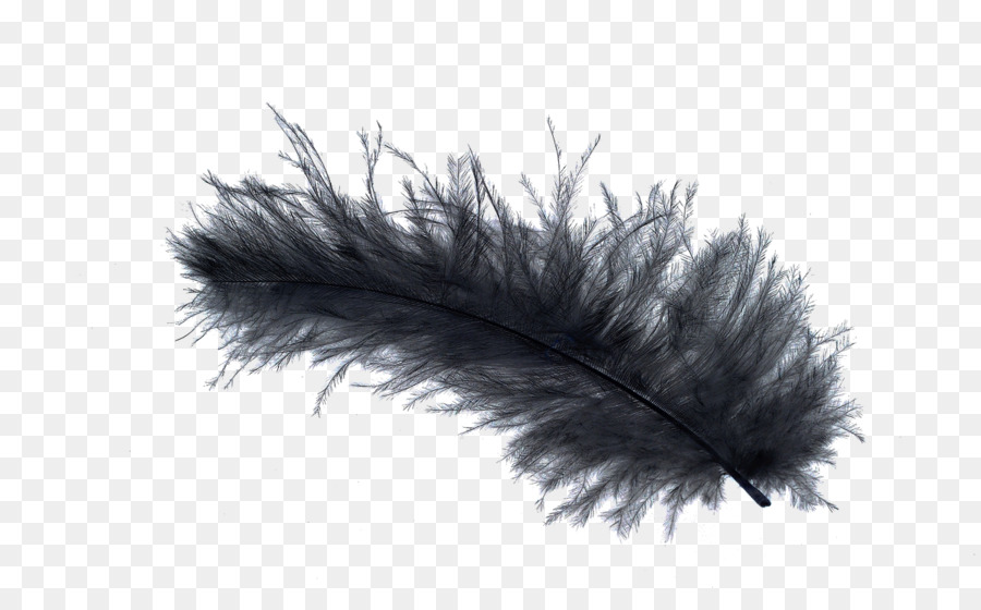 Bird Light Feather stock.xchng Black - Black Feather png download - 1200*731 - Free Transparent Bird png Download.