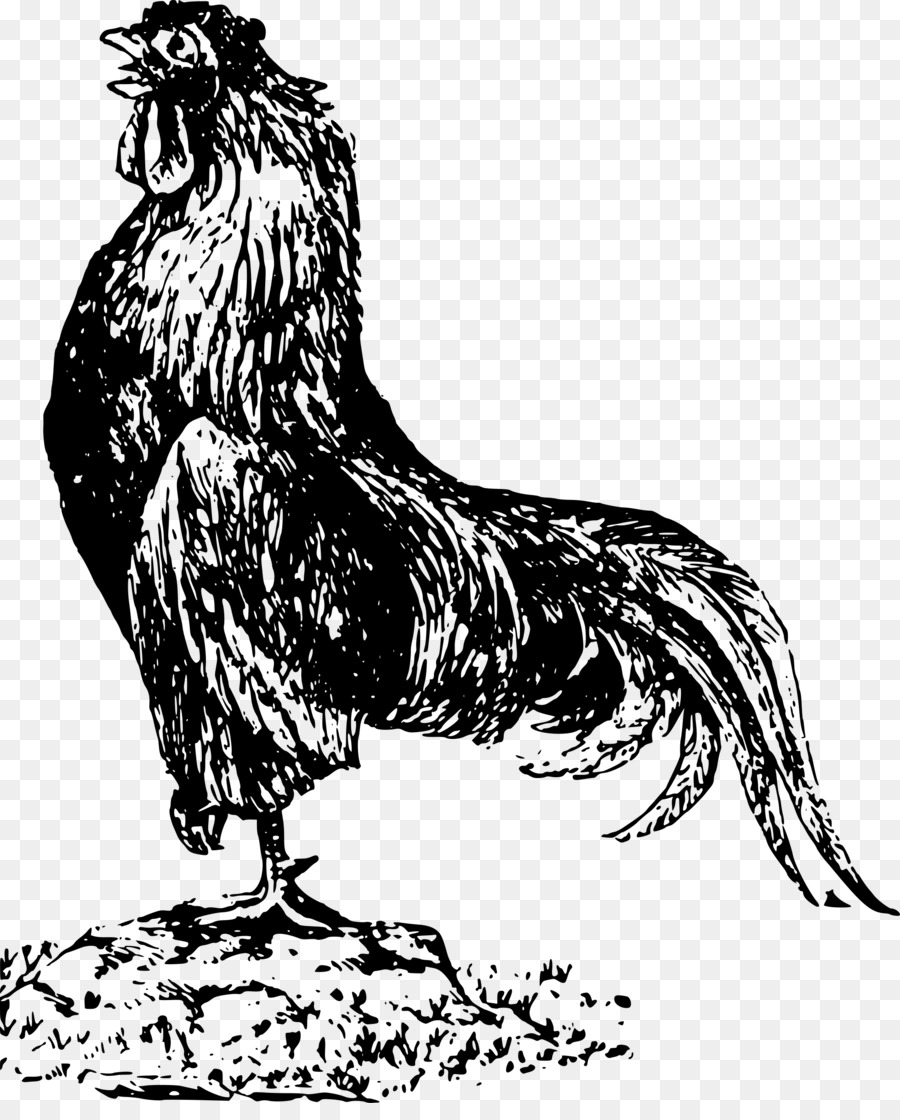 Cochin chicken Houdan chicken Andalusian chicken Rooster - rooster png download - 1958*2400 - Free Transparent Cochin Chicken png Download.