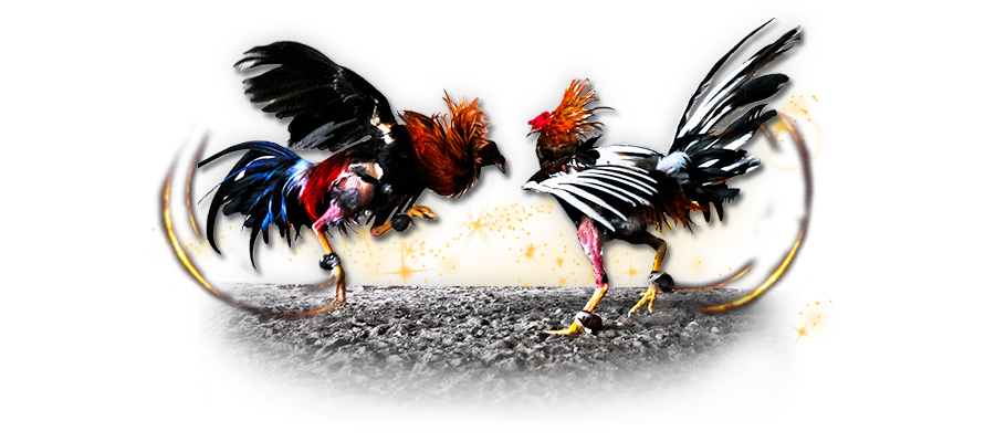 Gamecock Chicken Cockfight Gambling - Chicken ClipArt png download ...