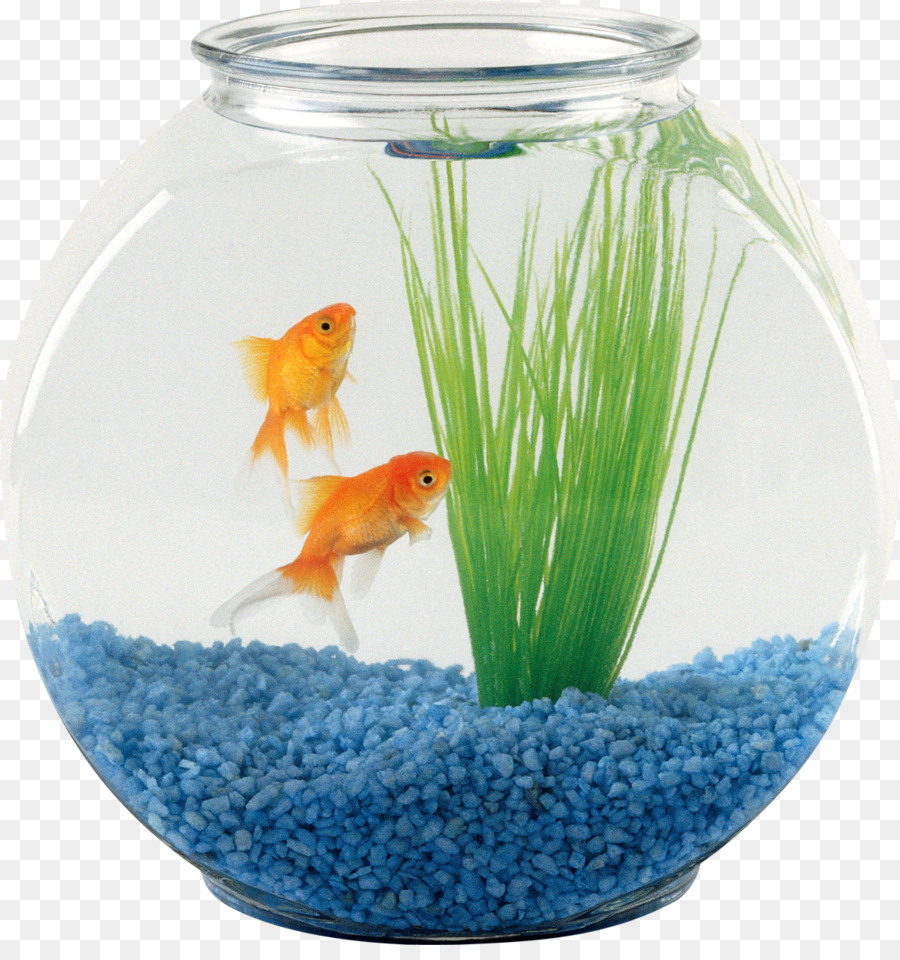 Pet sitting Oranda Aquarium Fish - fish bowl png download - 1168*1227 - Free Transparent Pet Sitting png Download.