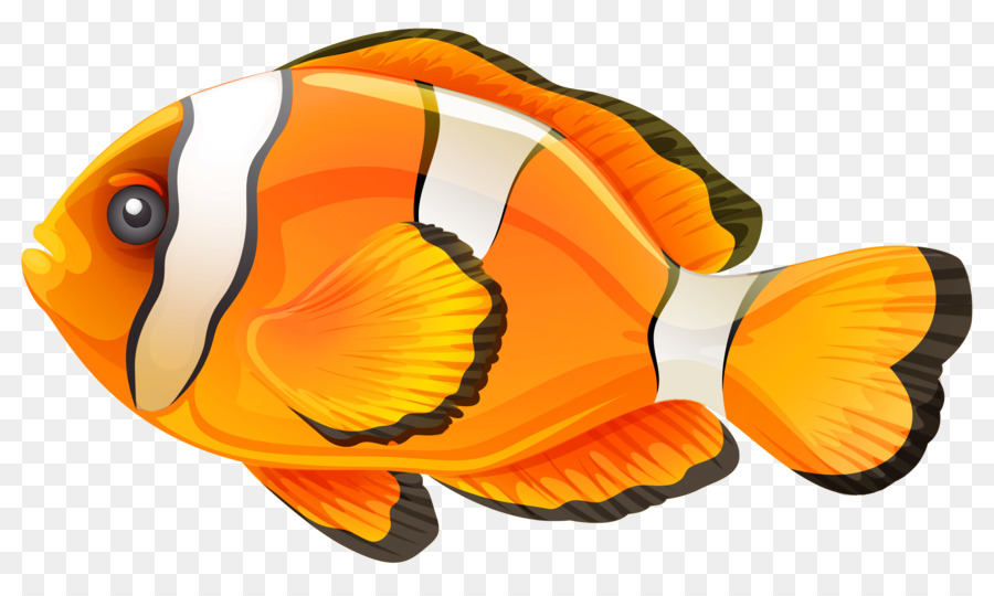 Clownfish Clip art - fish png download - 2904*1697 - Free Transparent Fish png Download.