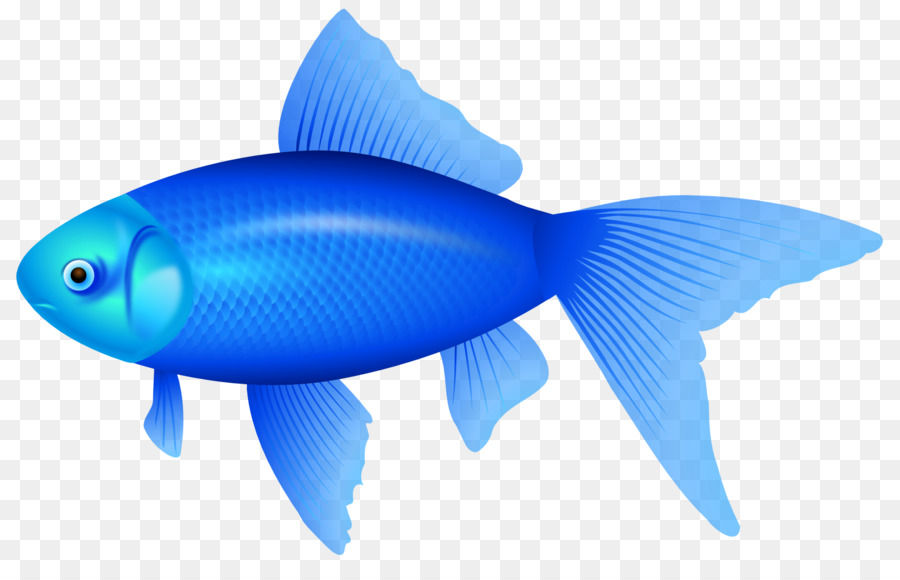 The Blue Fish Clip art - starfish png download - 1680*1058 - Free Transparent Fish png Download.
