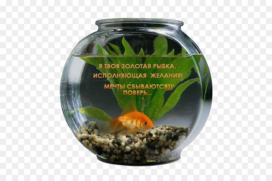 Goldfish Aquarium GIF Wish - fish png download - 600*594 - Free Transparent Goldfish png Download.