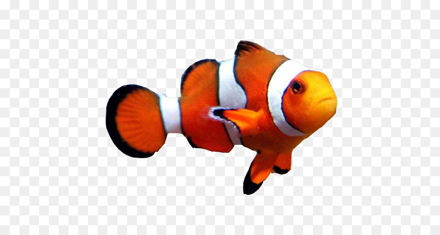 Goldfish Clownfish Aquarium Clown loach - fish png download - 640*480 - Free Transparent Goldfish png Download.