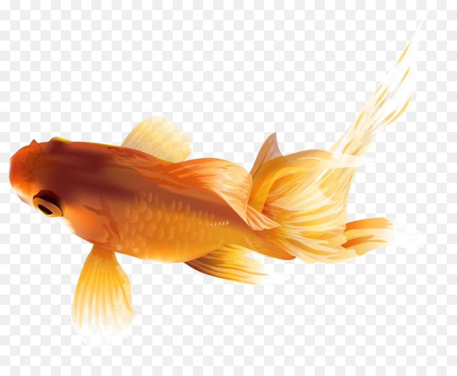 Black Telescope Fish Clip art - Goldfish Heart Cliparts png download - 8000*6418 - Free Transparent Black Telescope png Download.