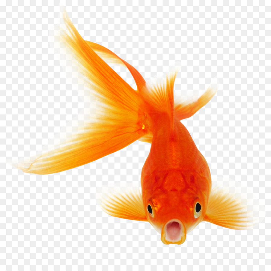Goldfish Koi Clip art - Real Fish PNG Clipart png download - 1024*1024 - Free Transparent Goldfish png Download.