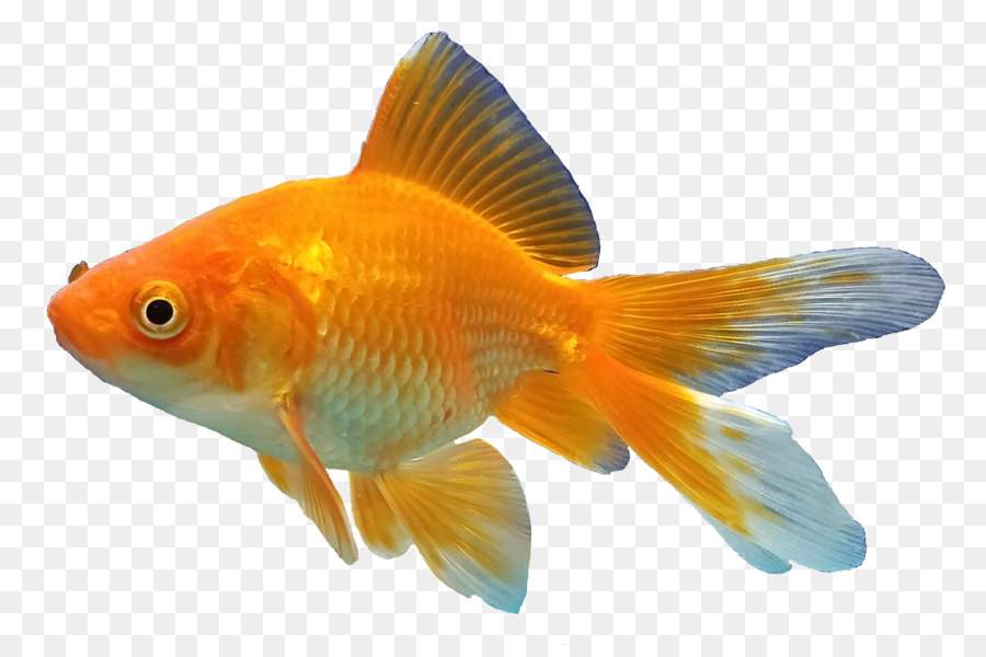 Goldfishes Feeder fish Aquarium - fish png download - 2213*1449 - Free Transparent Goldfish png Download.