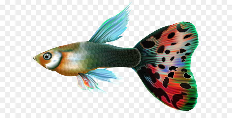 Guppy Fishing Clip art - Male Guppy Fish PNG Clip Art png download - 6000*4069 - Free Transparent Guppy png Download.