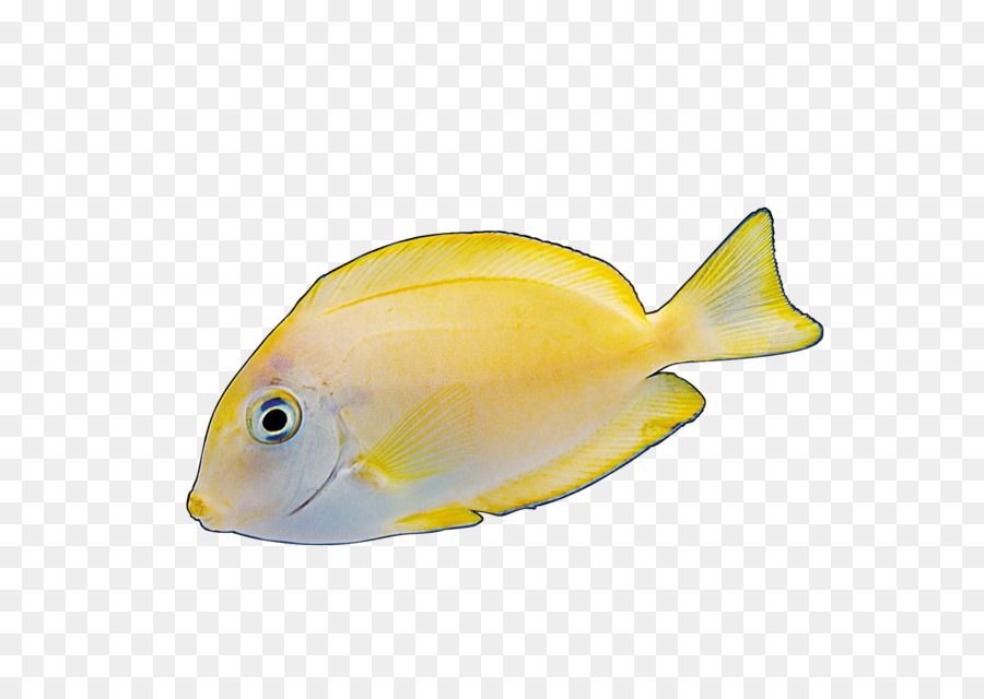 Angelfish Yellow Red - Colorful fish png download - 1754*1240 - Free Transparent Angelfish png Download.