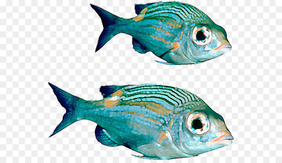 Fish Download - Real Fish PNG File png download - 600*512 - Free Transparent Fish png Download.
