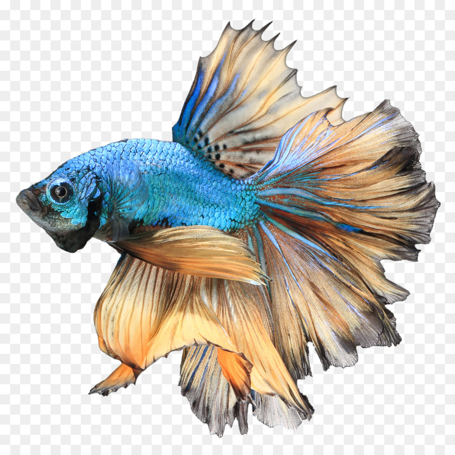 Siamese fighting fish Betta channoides Aquarium Stock photography - Betta PNG Free Download png download - 1200*1200 - Free Transparent Siamese Fighting Fish png Download.