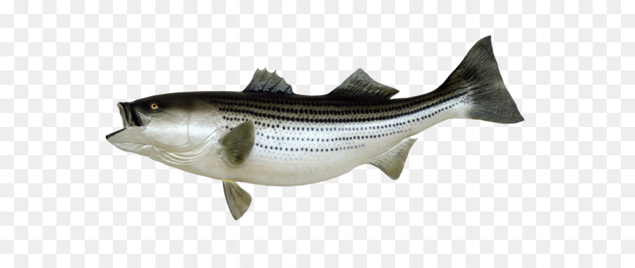 Fishing Fish as food - Fish PNG png download - 2700*1504 - Free Transparent Fish png Download.