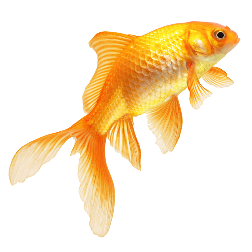 Goldfish - Real Fish PNG Transparent Image png download - 500*500 - Free  Transparent Goldfish png Download. - Clip Art Library