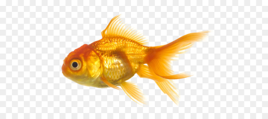Goldfish - Fish PNG png download - 1160*686 - Free Transparent Goldfish png Download.