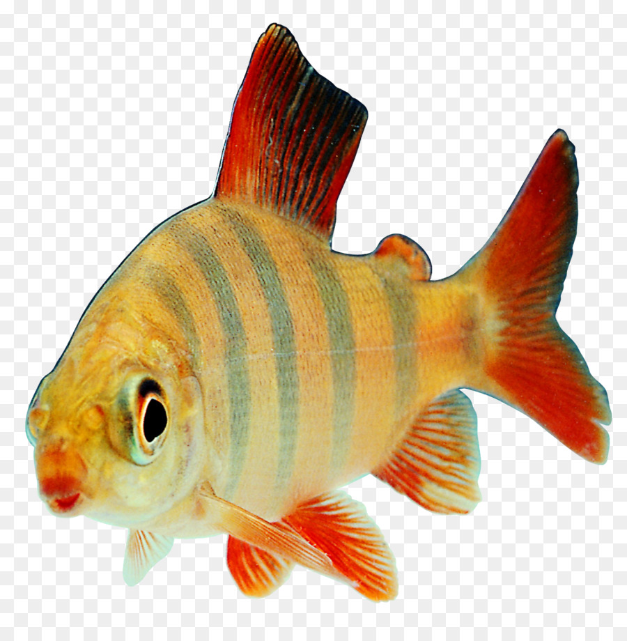 Fish Transparency and translucency Clip art - Striped Fish png download - 2153*2180 - Free Transparent Fish png Download.