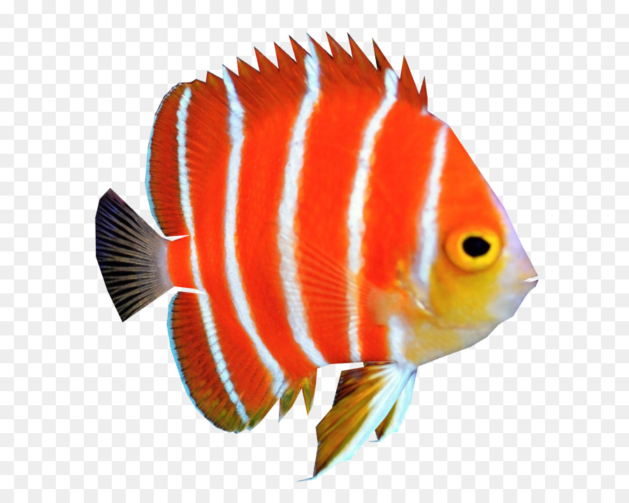Peppermint angelfish Coral reef fish - fish png download - 710*710 - Free Transparent Angelfish png Download.