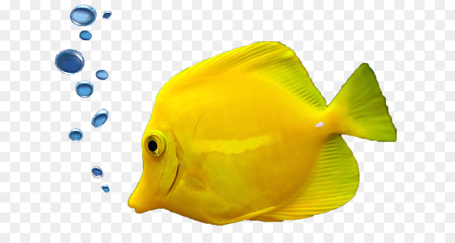 Tropical fish Aquarium Ornamental fish - fish png download - 704*480 - Free Transparent Fish png Download.